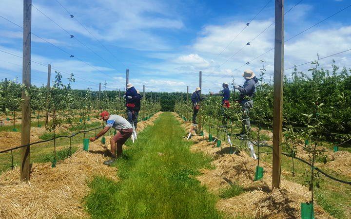 Samoan workers on a farm under the RSE scheme.