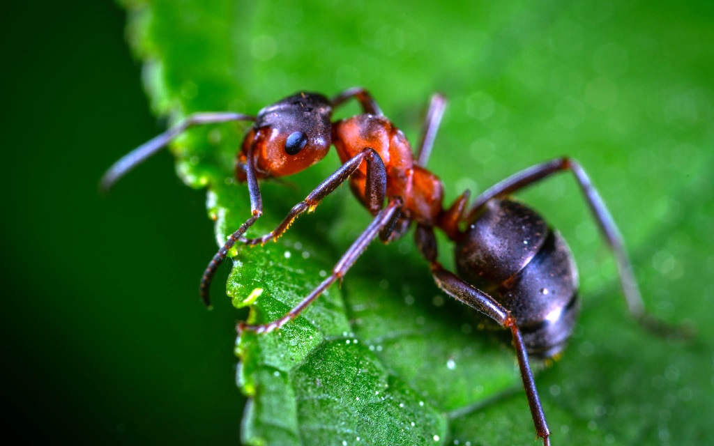 Little Fire Ant
