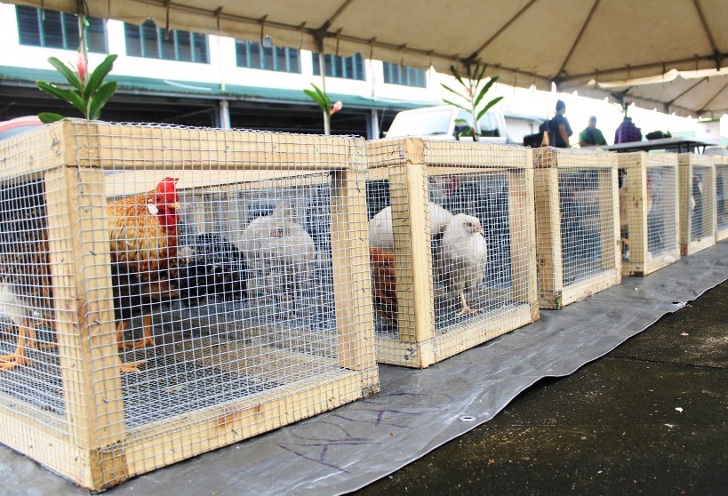 Poultry market day chicks