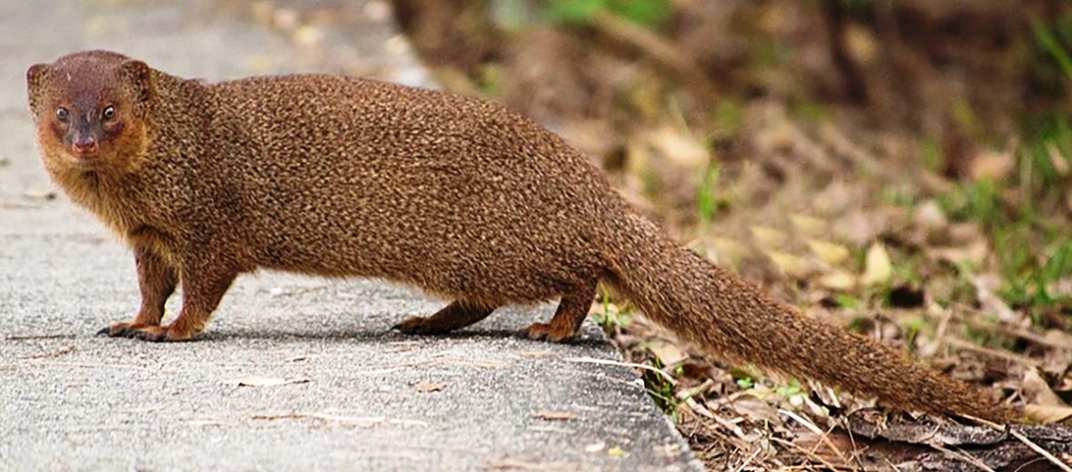 Asian Mongoose