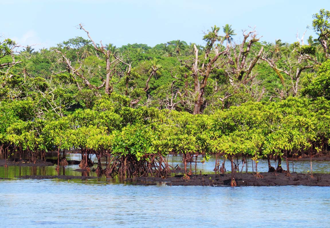 Safata mangrove conservation