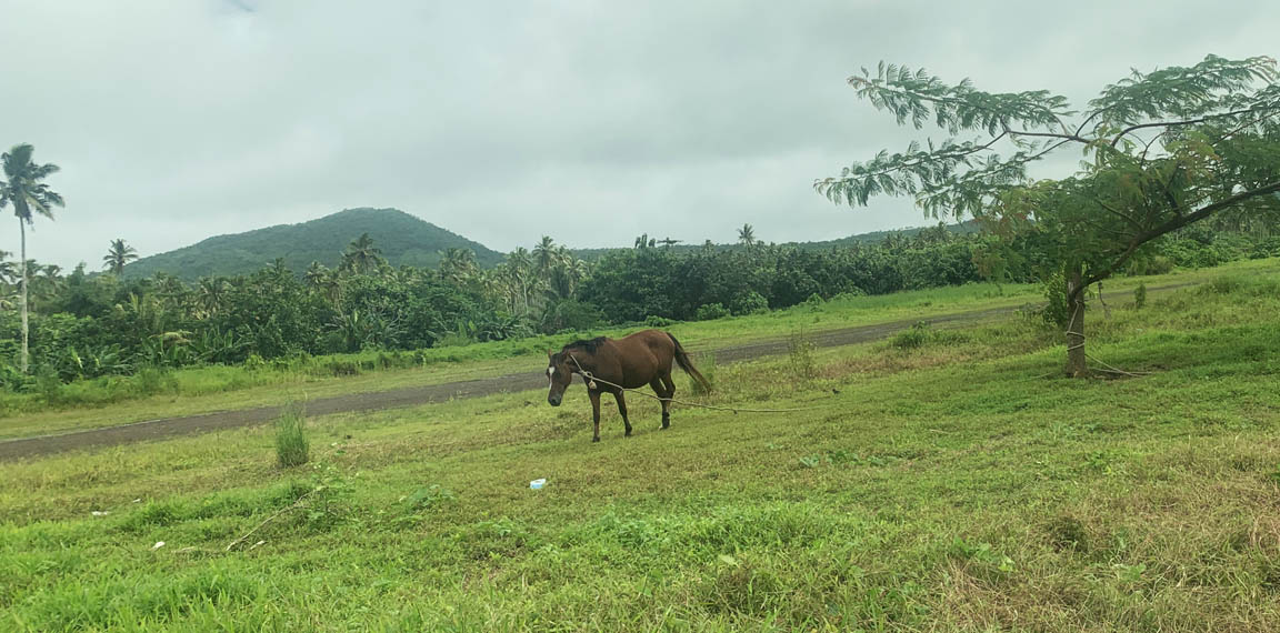 Tiavea Airport horse